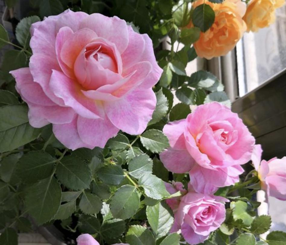 月季蚜虫怎么治才能彻底消灭,月季被红蜘蛛祸害了怎么救