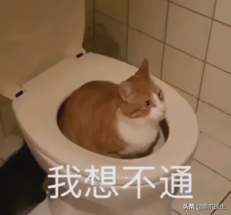 猫咪一不小心被水烫到,盘点猫咪被烫过的倒霉瞬间