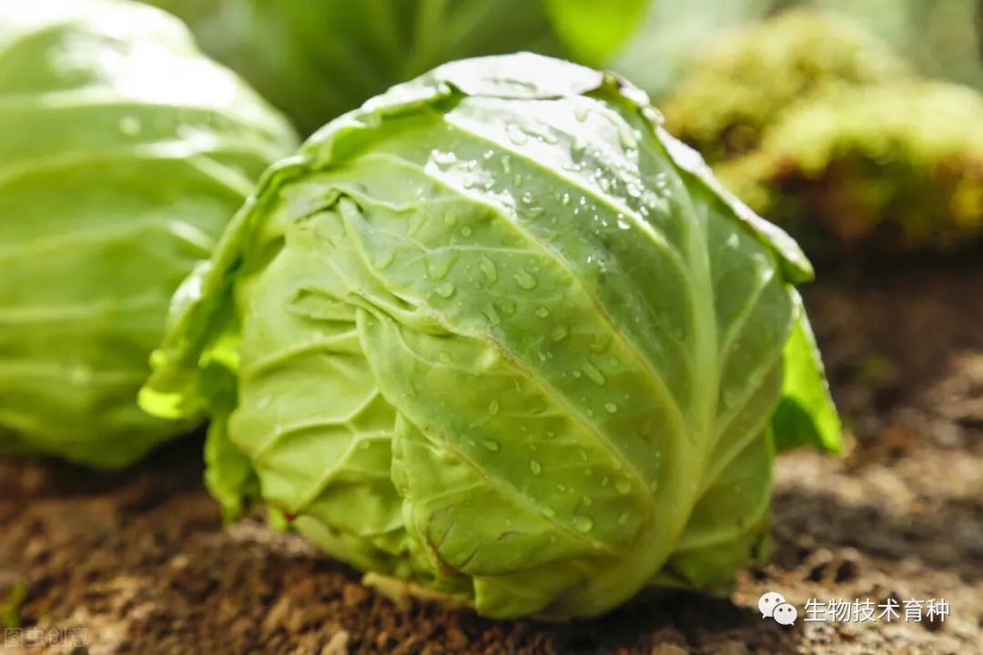 甘蓝的常见品种介绍,目前国内最佳甘蓝品种是哪个