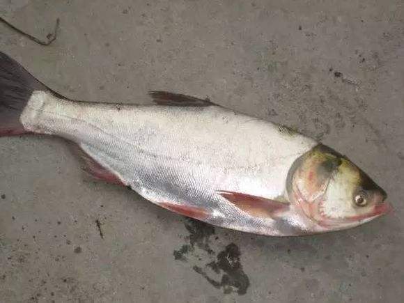 给你透露4个钓鲢鳙致胜绝招,掌握这两点钓鲢鳙变得很简单