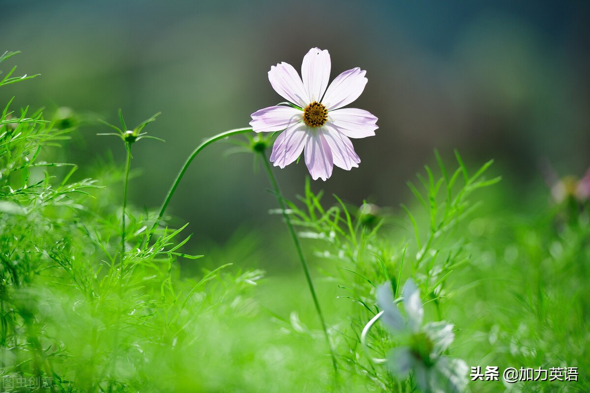 中考英语美文,中考美文朗读英语