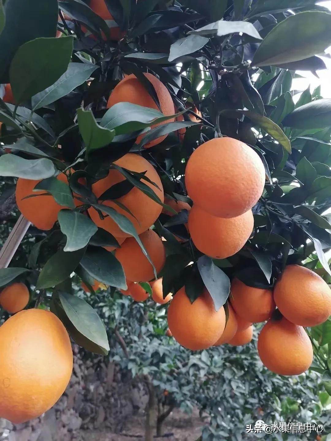 最好的橙子产地在哪里,中国橙子产地排名