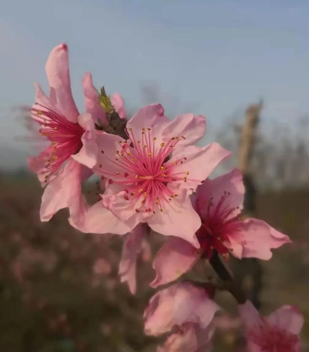 乳腺癌mdt诊疗,疫散花开绽放芳华