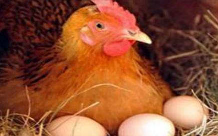 蛋鸡输卵管炎多长时间预防一次,青年蛋鸡什么时间喂输卵管炎药