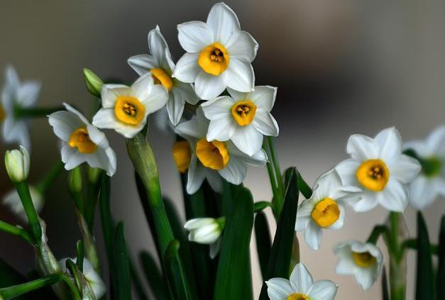 水仙花徒长后怎么处理,水仙花的黄叶徒长有什么补救方法