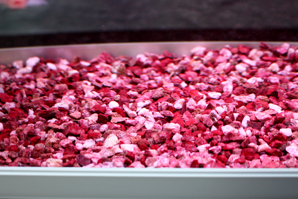 养鱼日记森森鱼缸,水族箱造景养鱼日记