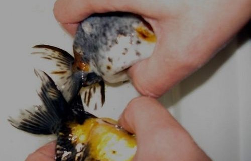 体验养鱼的快乐,金鱼繁殖期间怎么饲养