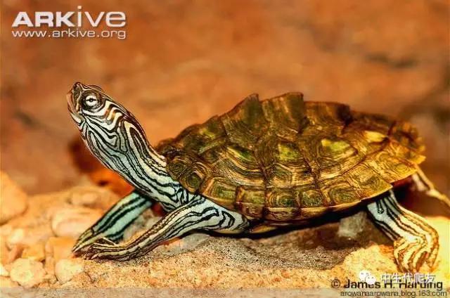 地图龟成体样子,地图龟种类及图解