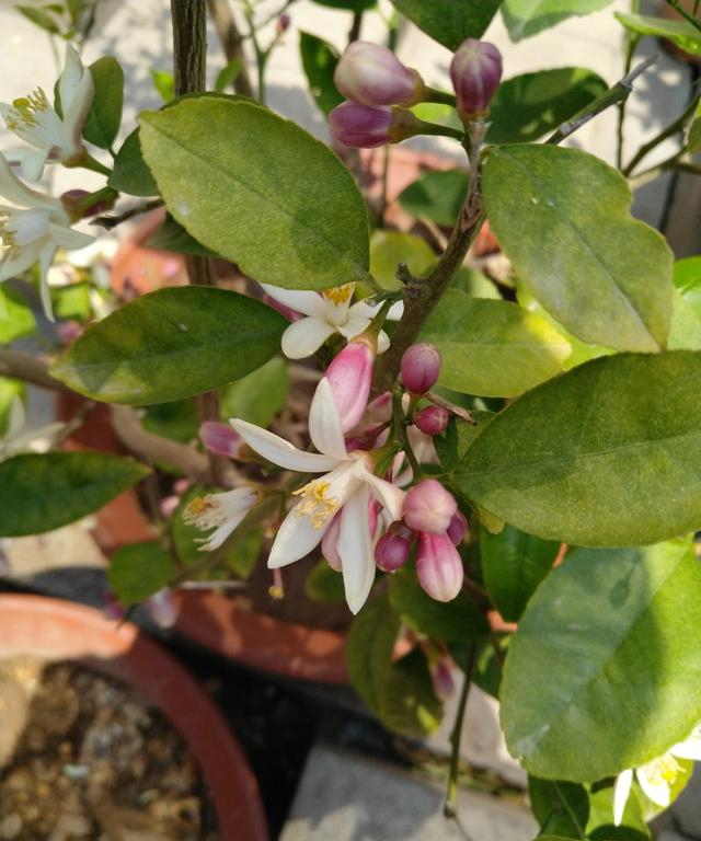 农村后院适合种啥树,家里种哪五种树可以旺家多子多福