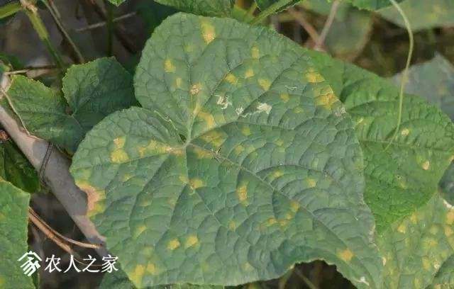 每日一课100个常识,真菌感染必备知识