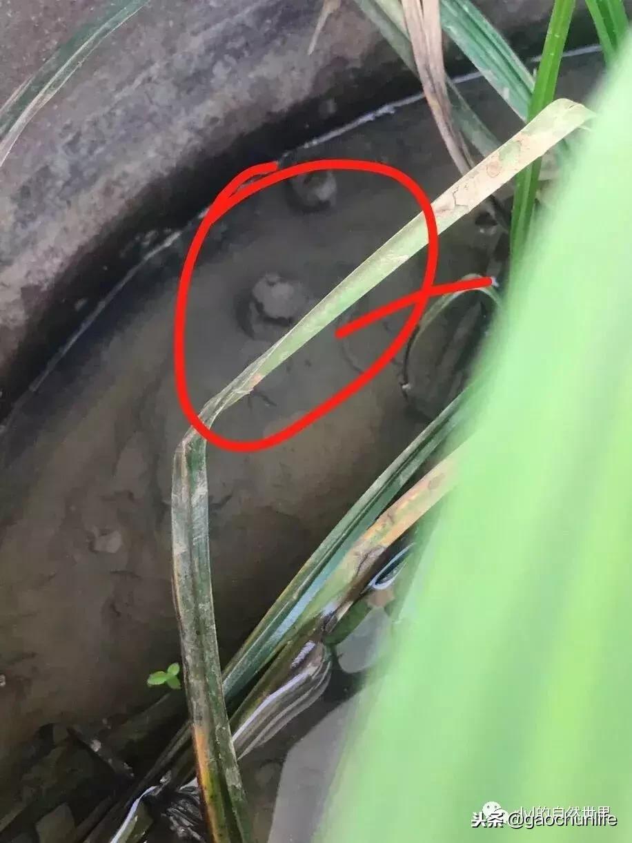 草龟难养,养草龟笔记