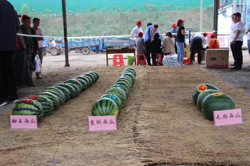 一村一品亿元村,一村一品打造乡村产业