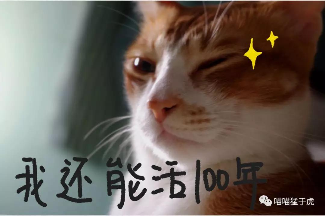 治疗猫咪抑郁症的四个方法图,猫抑郁的最佳治疗方法