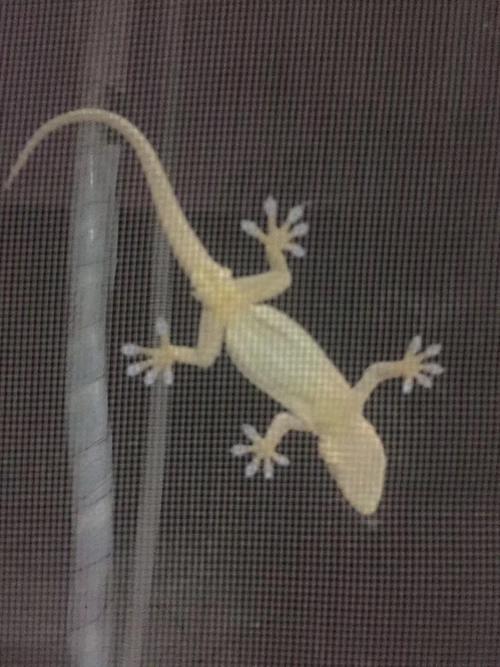 有纱窗为什么家里总有蚊子,有防盗网的房间窗户防蚊纱窗