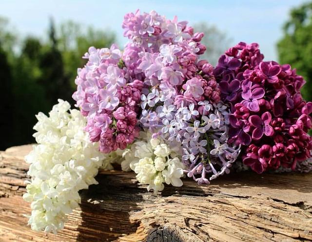 【ROSECASSOU花语笔记】紫丁香