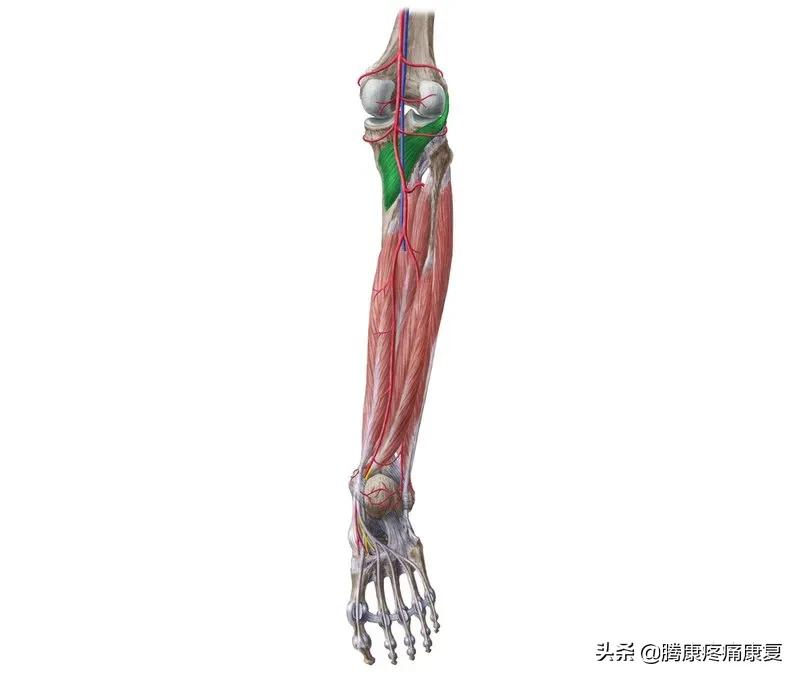 老人小腿疼痛是什么原因,小腿疼痛是什么原因引起的