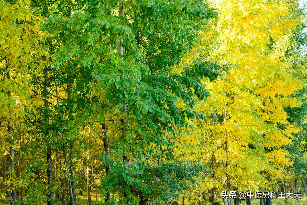 过度劳累导致肾虚吃什么,肾精亏虚严重脱发严重