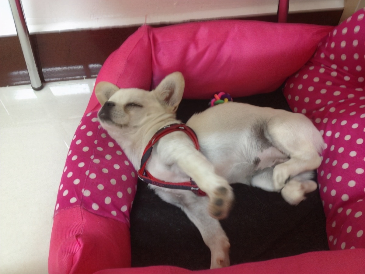 狗狗伸懒腰发出猪叫声怎么回事,泰迪狗狗经常伸懒腰是怎么回事