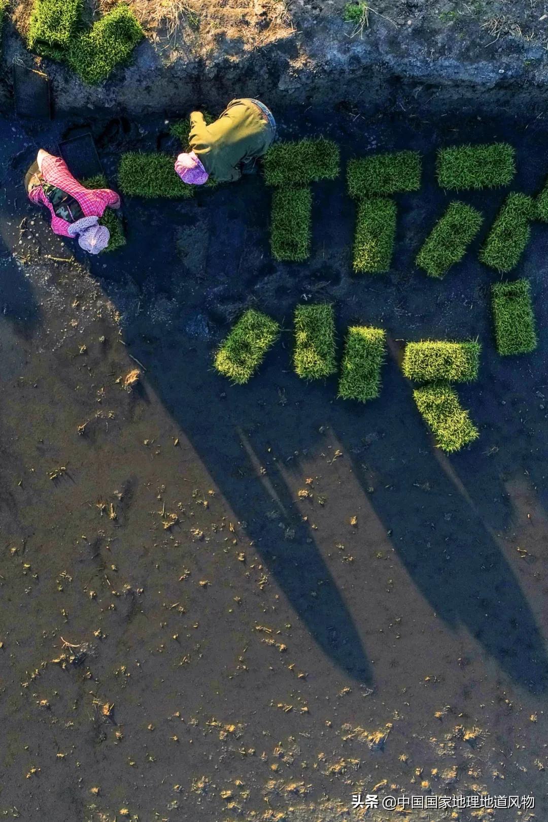 中国种水稻的省份地图,14亿大米图片