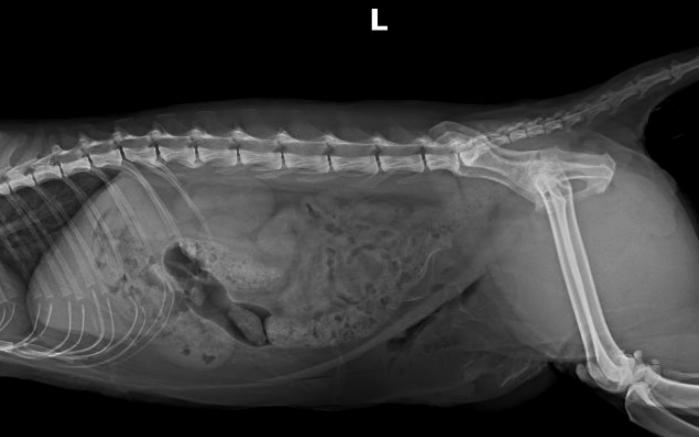 猫咪尿血伴有膀胱黏膜脱落,为什么猫咪会尿结石尿血