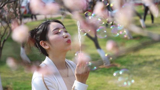 深圳隐秘风景,深圳粉色花海视频