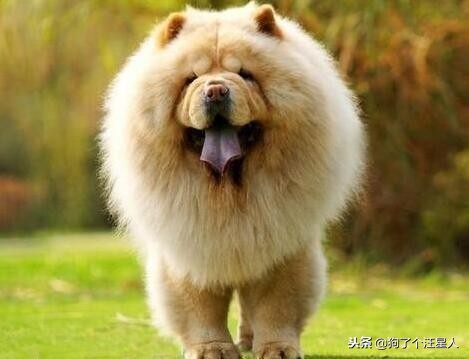 松狮犬优点和缺点分析图,松狮犬最怕什么