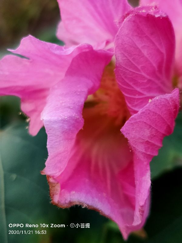 这种花通常用来比作美丽的女子，有人拿来做药，还有人当野菜吃
