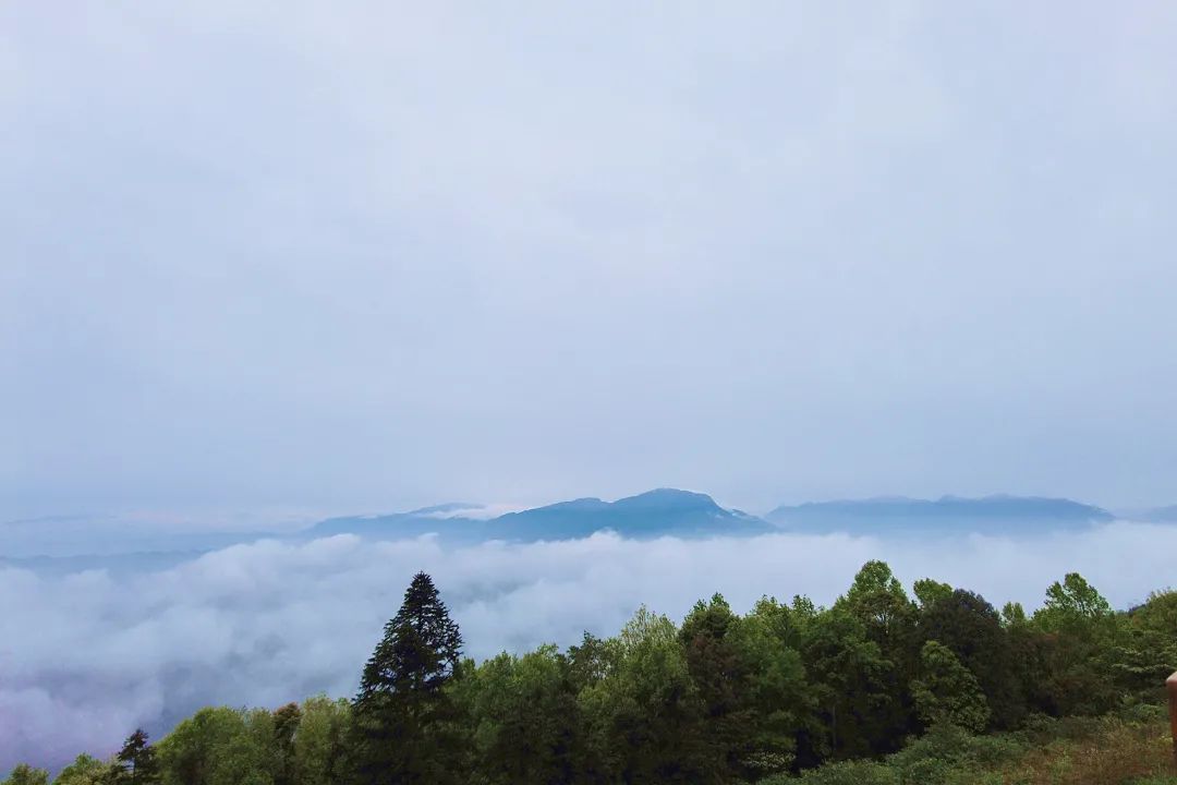 又见蒙顶云海，蒙顶山皇茶大酒店“观海”视野刚刚好！