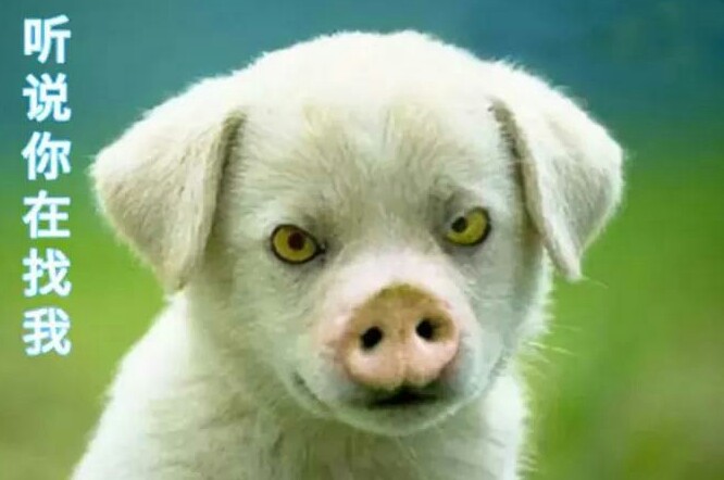 「论坛」小区里面的25个养狗的人，开会讨论zezeze