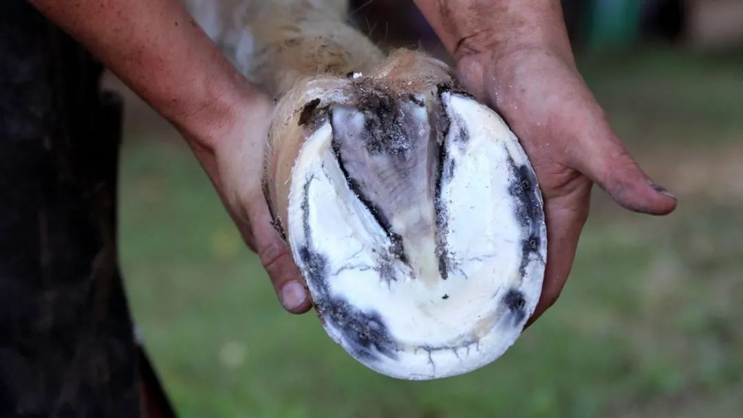 蹄腐病的治疗,腐蹄病用什么药效果好