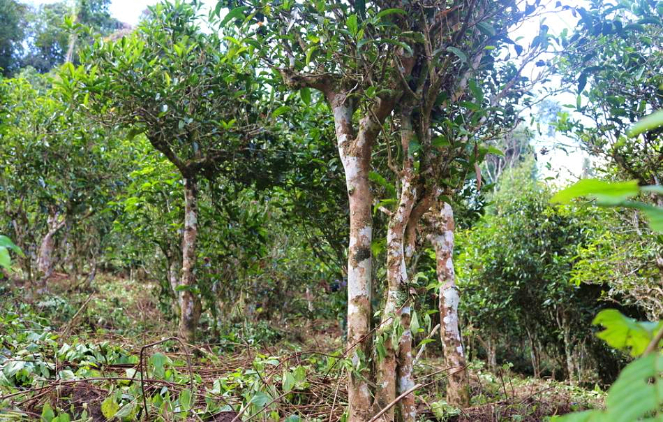 濮院品茶,濮茶普洱茶