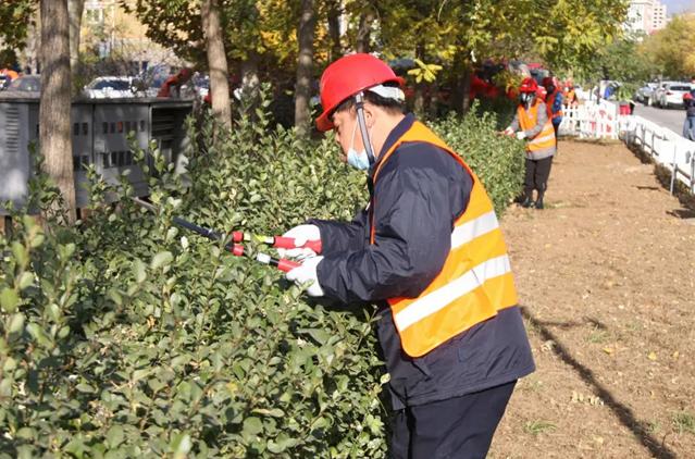 大叶黄杨黄叶病,大叶黄杨修剪过后叶片有枯斑