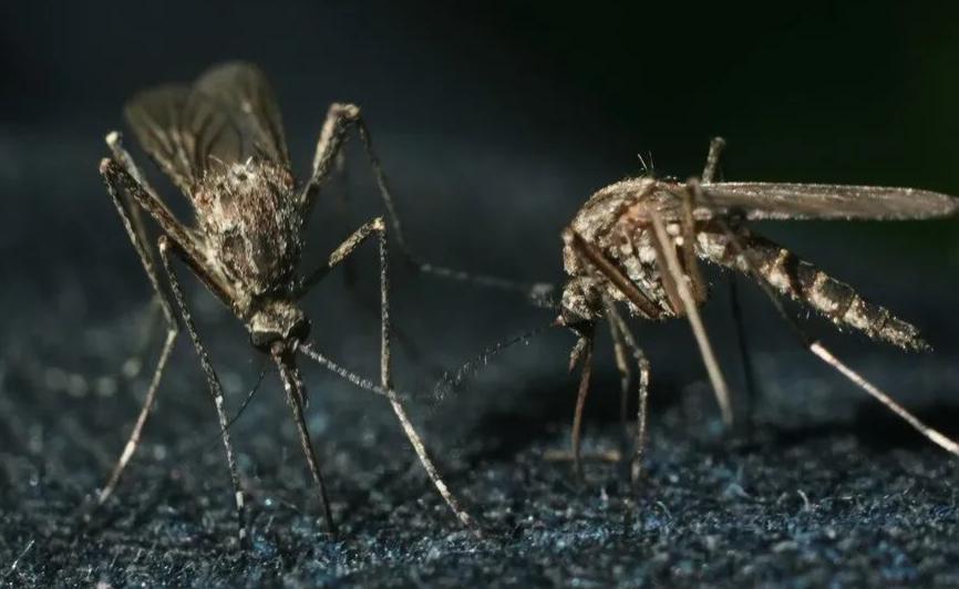 蚊虫叮咬怎么止痒最快最有效办法,夏天蚊虫叮咬止痒最有效的方法