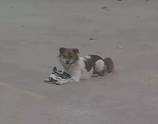 闉嬪瓙琚滃瓙琚埆浜哄伔,闉嬪瓙琚滃瓙琚伔