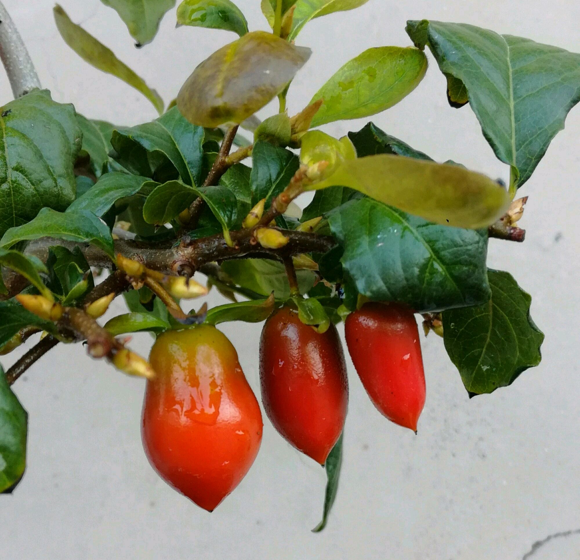 哪些花卉不适合喷磷酸二氢钾,花卉磷酸二氢钾能连续使用吗