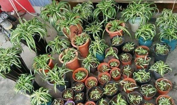 铜钱草养成吊兰怎么回事,吊兰黄叶怎么办用什么肥料