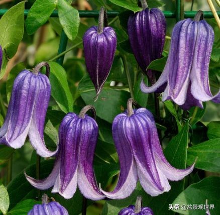 閾佺嚎鑾茬传鑹插皬閾冮摏,灏忛搩閾涢搧绾胯幉鍝佺