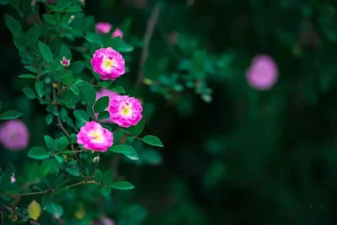 户撒佛祖的后花园现在怎么走,户撒为什么叫佛祖后花园