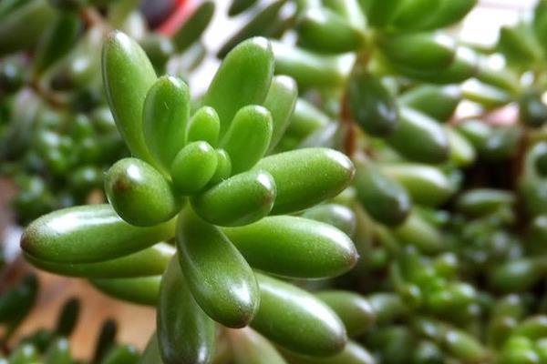 虹之玉变成绿色是什么原因,虹之玉叶片变黑是怎么回事