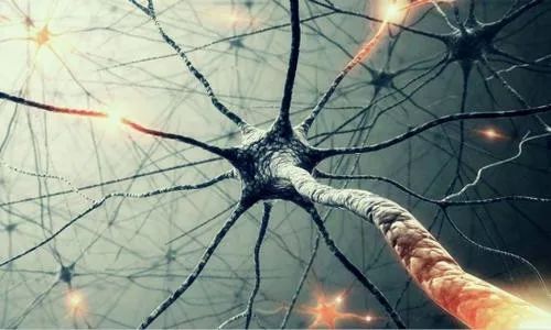 耶鲁大学神经生物学,耶鲁神经学