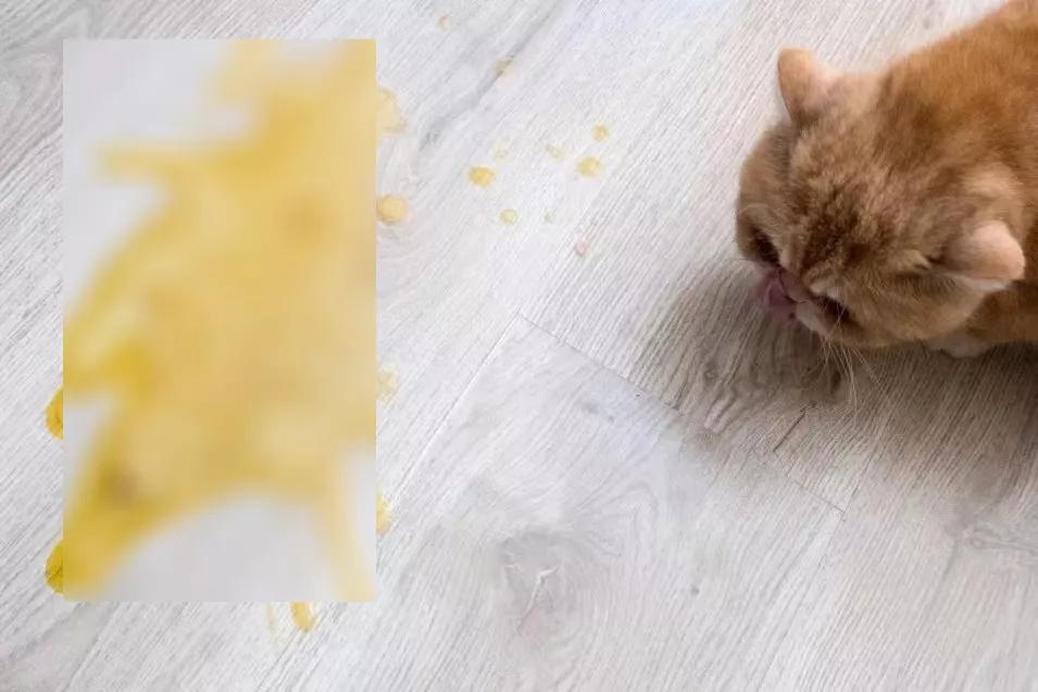 有宠一族必看：啥家庭条件呀，好几万的沙发随便毁？