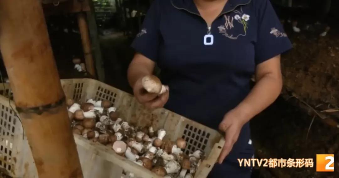 种植小松茸,牛粪种蘑菇技术姬松茸