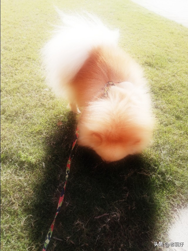 宠爱|肉宝日记(二)