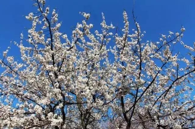 长春发布重要通知情况,长春面向社会公开招聘