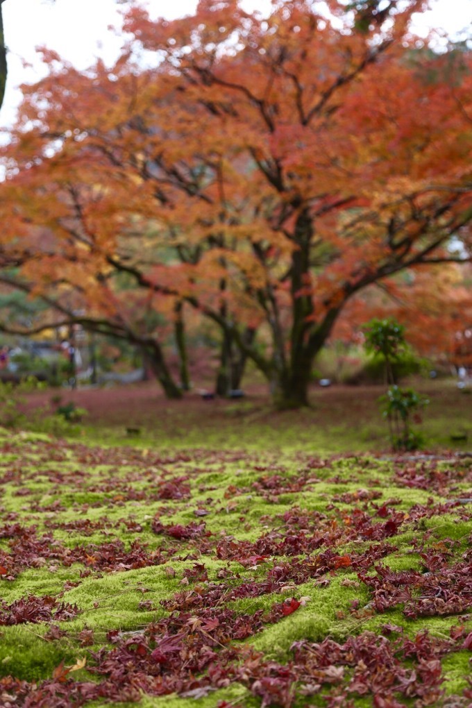 日本京都枫叶季旅游攻略,日本关西赏枫旅游攻略