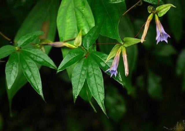 野外1种小花，名双蝴蝶，外形美过月季玫瑰，老农说是珍贵中草药