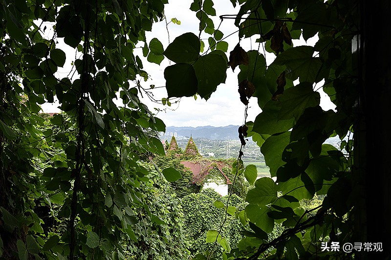 探秘重庆被人遗忘的废墟,被植物吞噬的小区