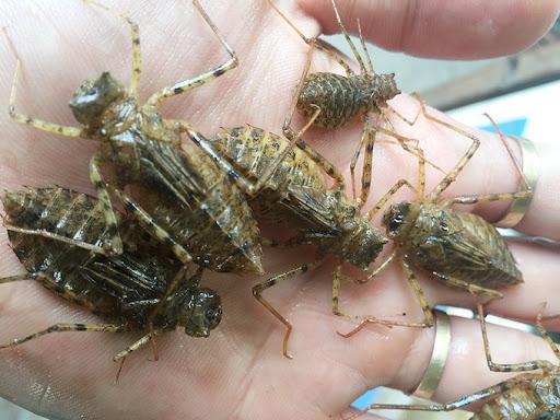 夏天捕捉蜻蜓,夏天捉飞虫