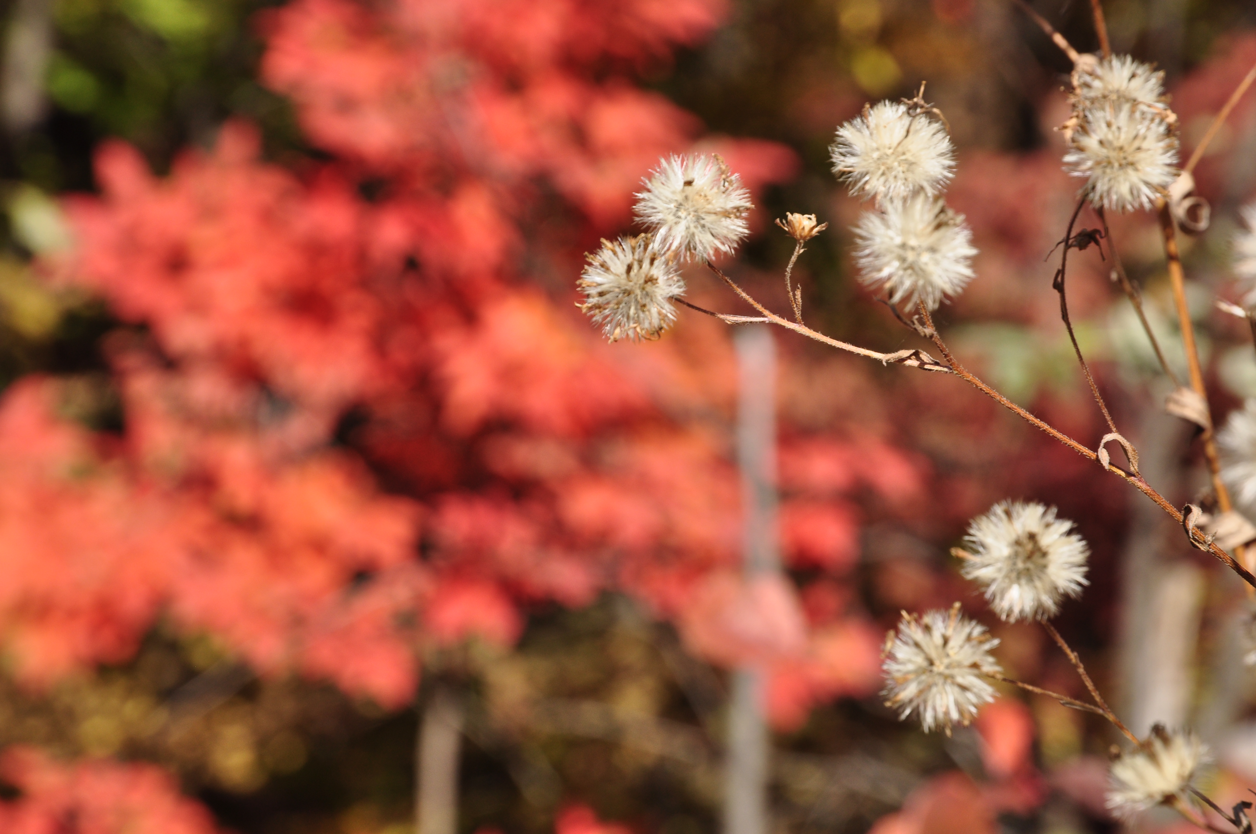 此时的辽宁不进景区照样处处风景，我带5位女同学野山里玩了一天