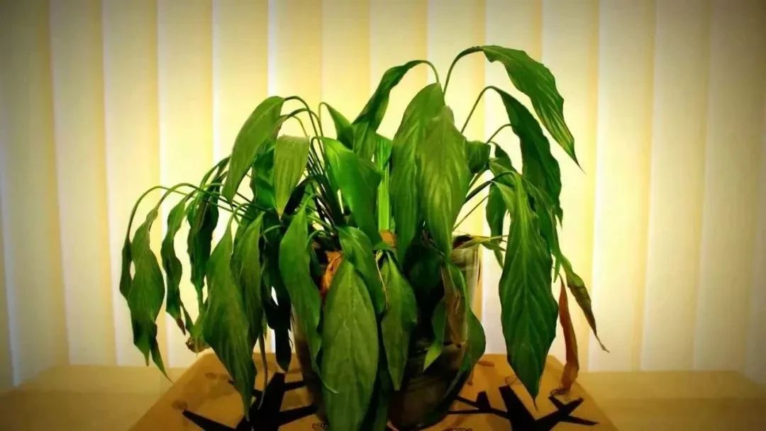 月季老桩怎么养才能开花,盆栽独桩月季花怎么养